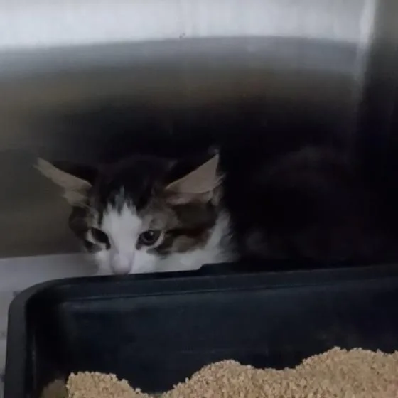 A baby small-sized female Brown / Chocolate Domestic Short Hair cat named Tilapia for adoption in Oak Park, IL