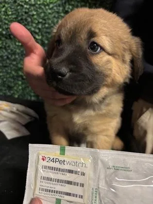 A baby large-sized male Brown / Chocolate Shepherd dog named 61572153 for adoption in El Paso, TX