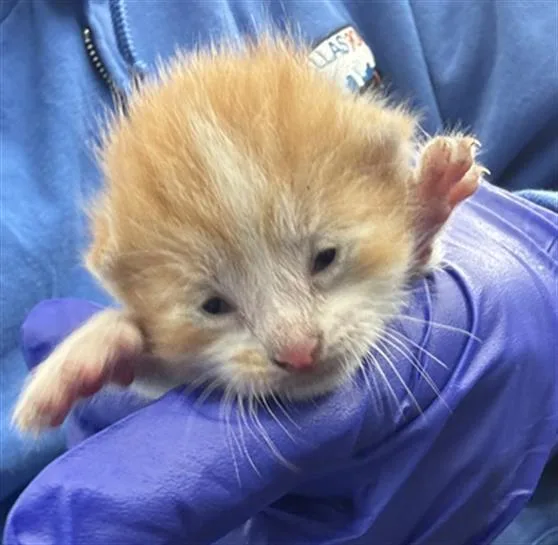 A baby medium-sized male Domestic Short Hair cat named Scott for adoption in Dallas, TX