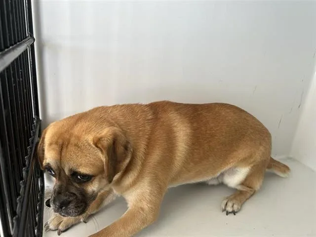 An adult medium-sized male Pug dog named A for adoption in Houston, TX