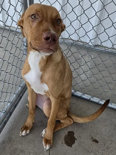 A young medium-sized female Pit Bull Terrier dog named Hazy for adoption in Bakersfield, CA