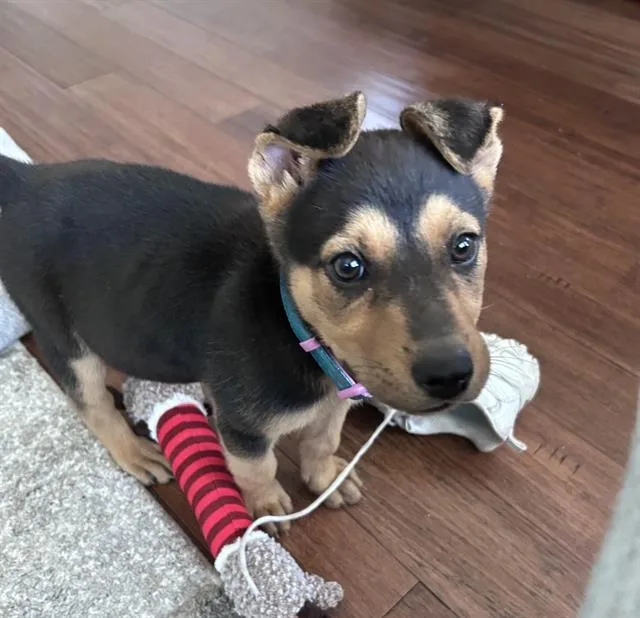 Penny