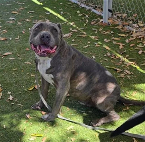 An adult medium-sized female Pit Bull Terrier dog named Nina for adoption in Baldwin Park, CA
