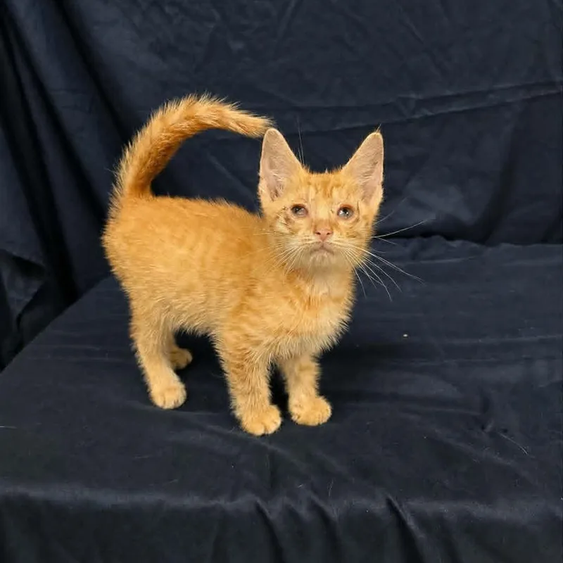 A baby small-sized male Orange / Red Domestic Short Hair cat named Flare for adoption in Harrisonburg, VA