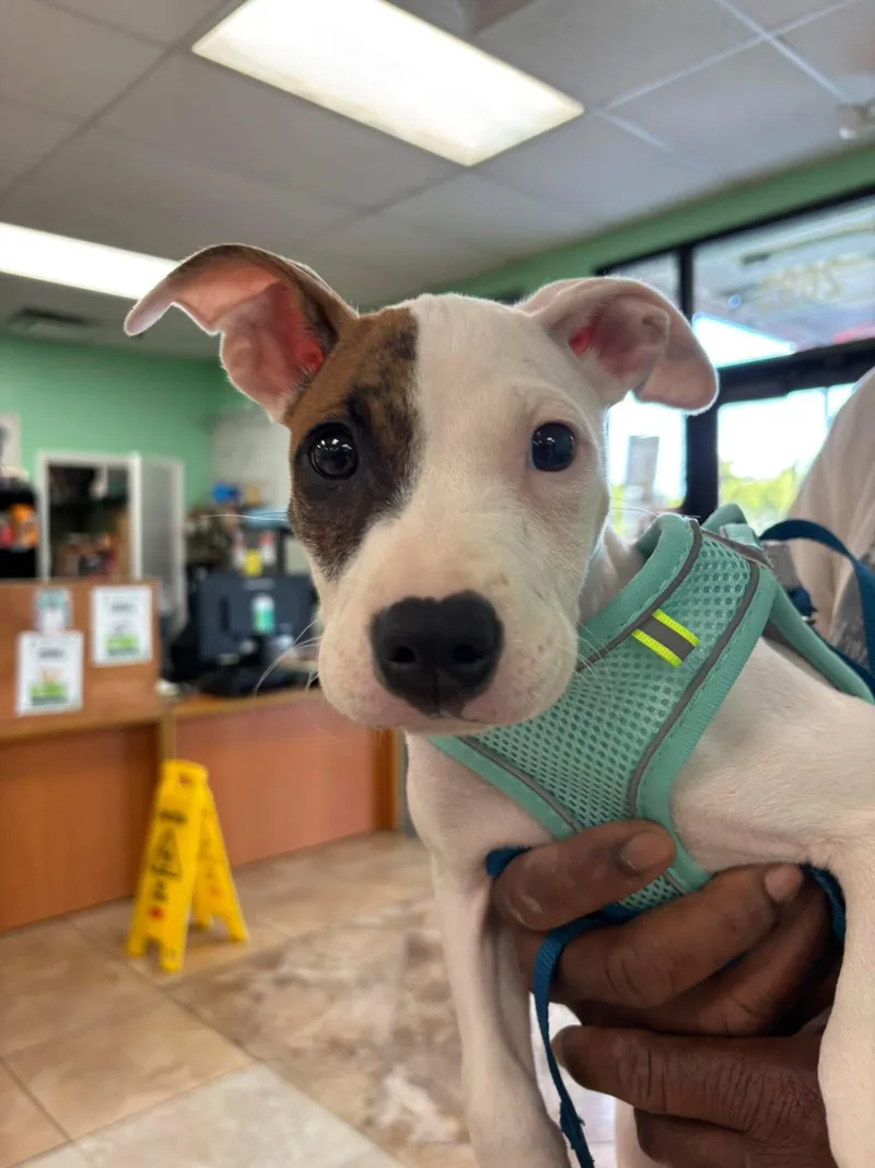 A baby medium-sized male White / Cream Pit Bull Terrier dog named Yoshi for adoption in Palm springs, FL