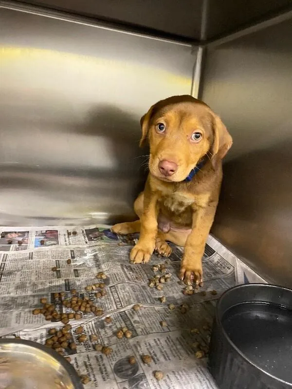 A young medium-sized male Brown / Chocolate Mixed Breed dog named Remy for adoption in Jackson, TN