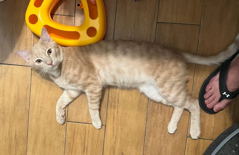 A baby medium-sized male Tabby cat named Stitch for adoption in San Juan Capistrano, CA