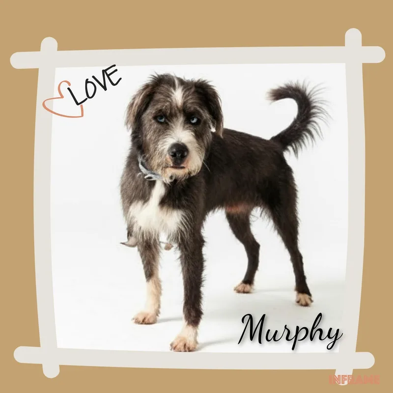 An adult medium-sized male White / Cream Terrier dog named Murphy for adoption in Fredericksburg, VA