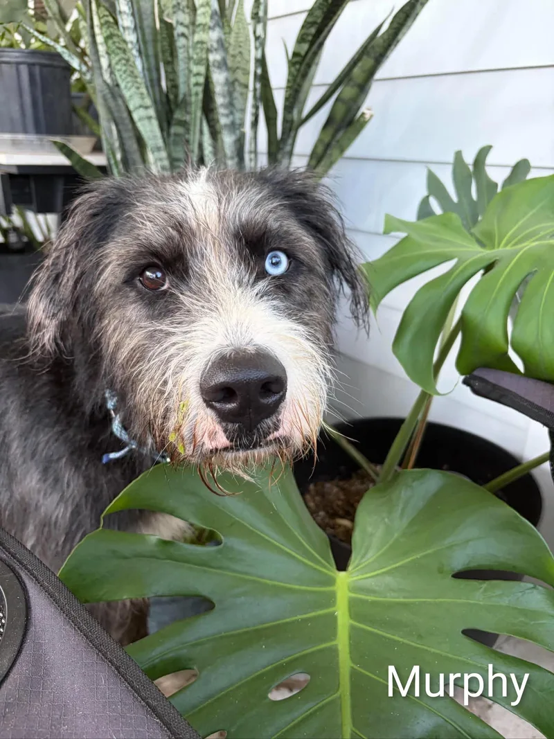 Murphy thumbnail 2