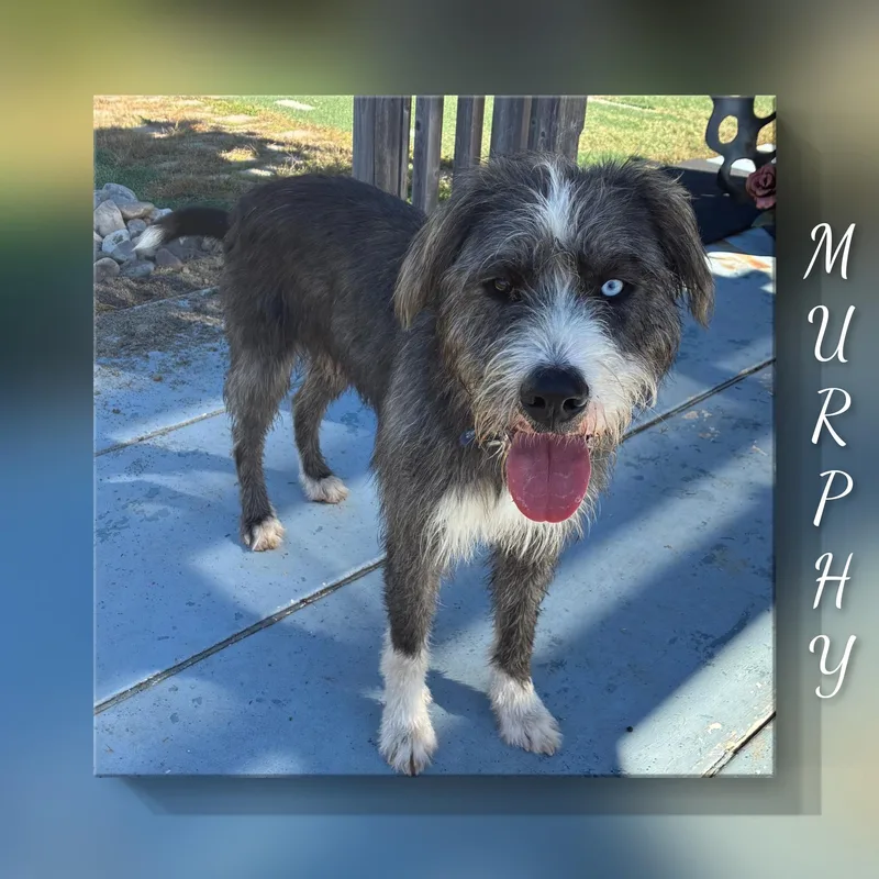 Murphy thumbnail 3