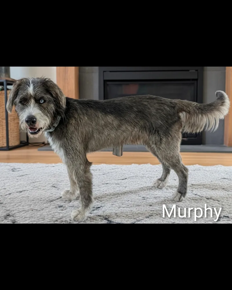 Murphy thumbnail 5