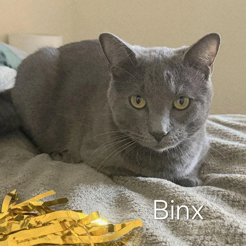 Binx Snuggler thumbnail 2