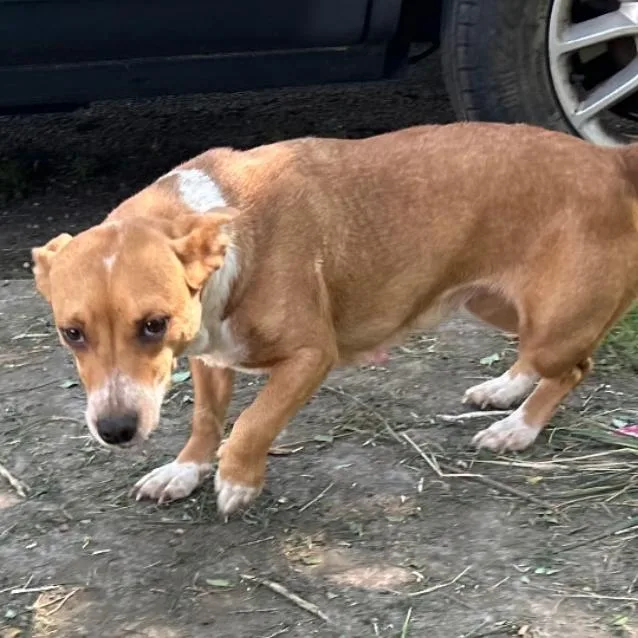 An adult small-sized female Yellow / Tan / Blond / Fawn Mixed Breed dog named Miracle for adoption in Rogersville, MO
