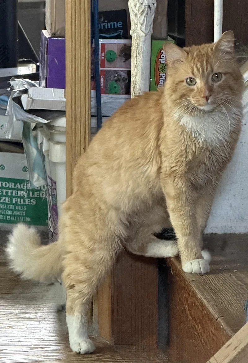 A young large-sized male Orange & White Maine Coon cat named Oliver for adoption in Churchville, PA
