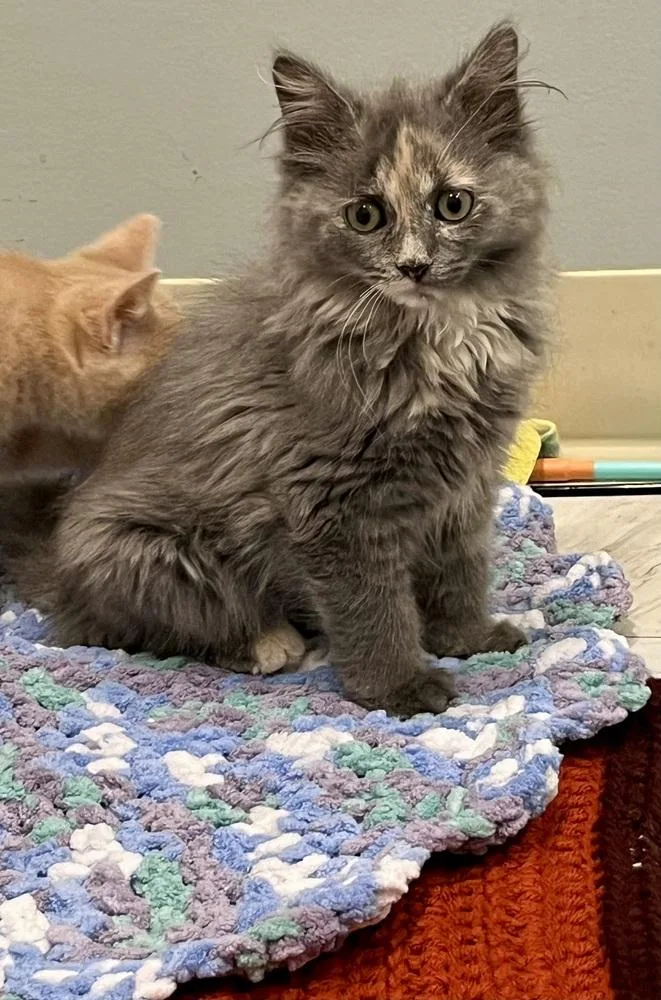 A baby small-sized female Domestic Short Hair cat named Souffle for adoption in Bolton, CT