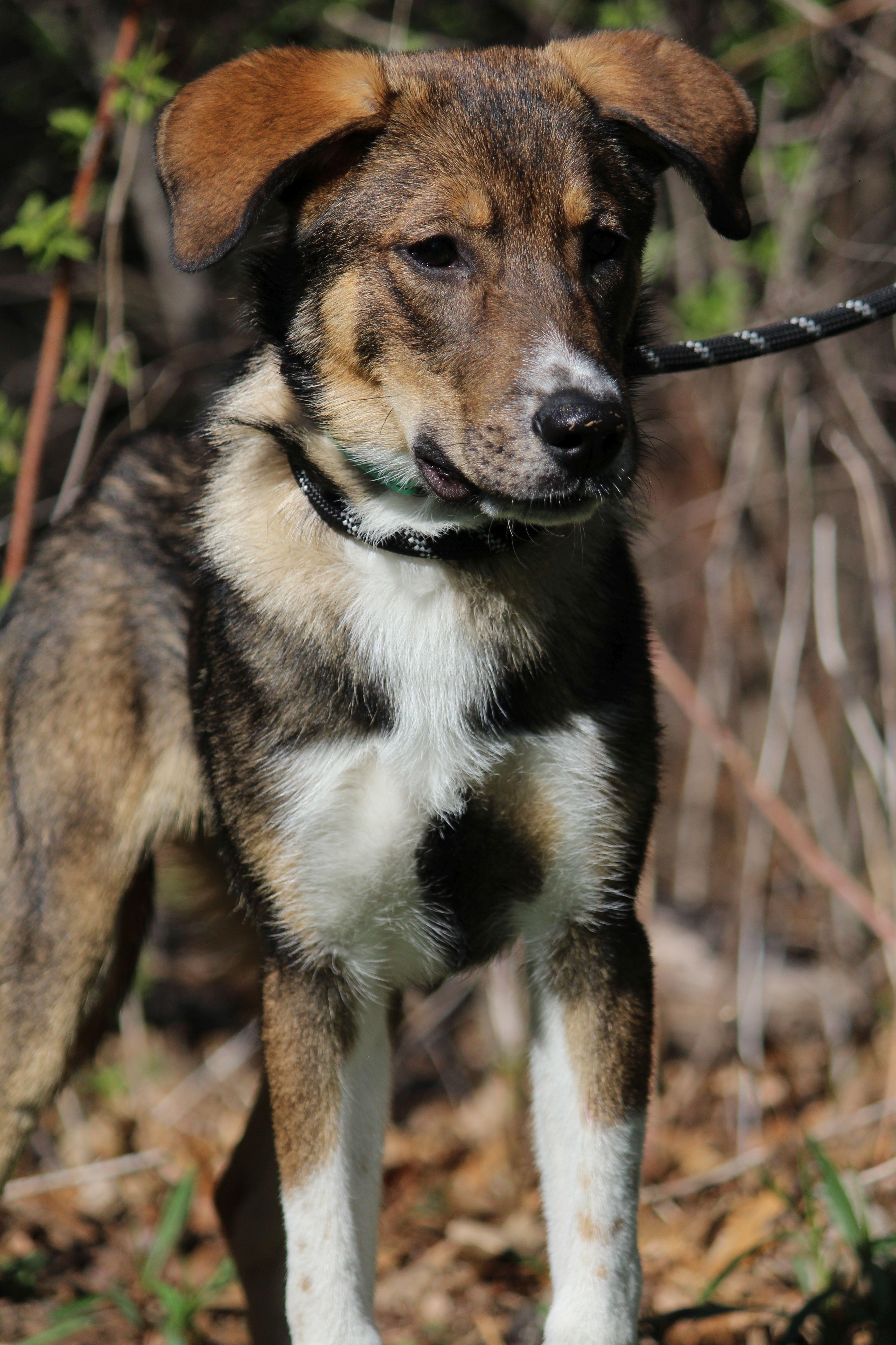 A baby medium-sized male Mixed Breed dog named Bilbo Baggins for adoption in Portage, WI