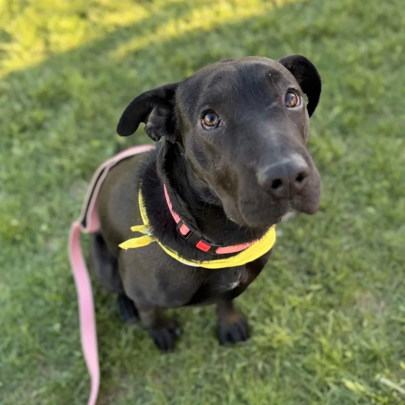 A young medium-sized female Black Shar-Pei dog named Beauty Queen for adoption in Houston, TX
