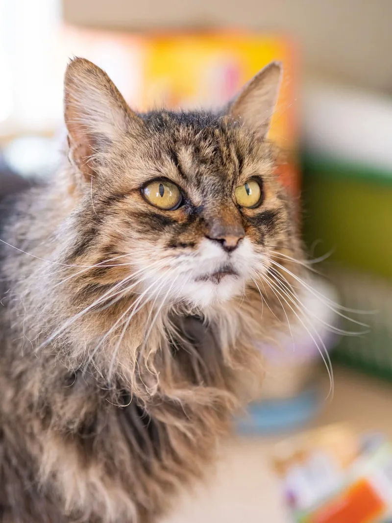 An adult medium-sized female Tabby (Brown / Chocolate) Domestic Long Hair cat named Sable for adoption in Globe, AZ