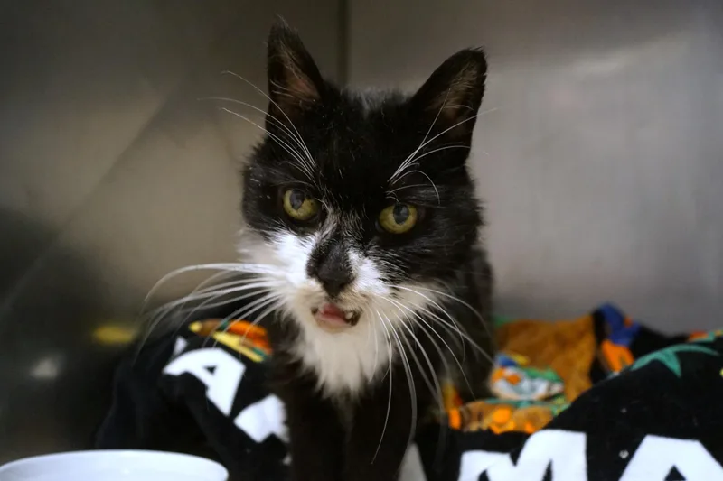 A senior medium-sized female Black & White / Tuxedo Tuxedo cat named Madge for adoption in New Milford, CT