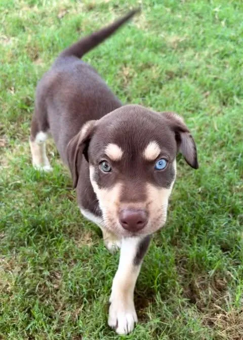 A baby medium-sized male Brown / Chocolate Beagle dog named Gino for adoption in Vernon, CT