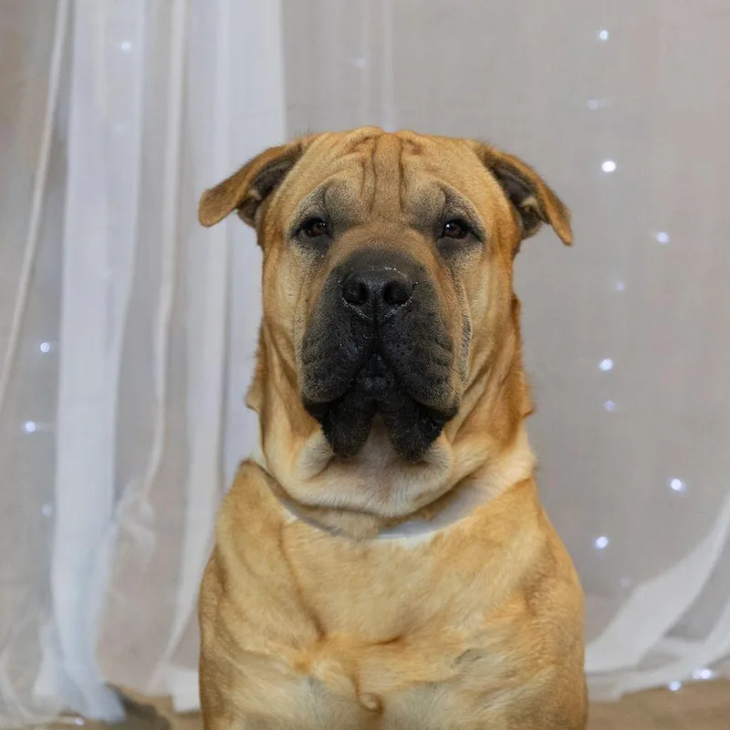 Jelly Roll thumbnail 2