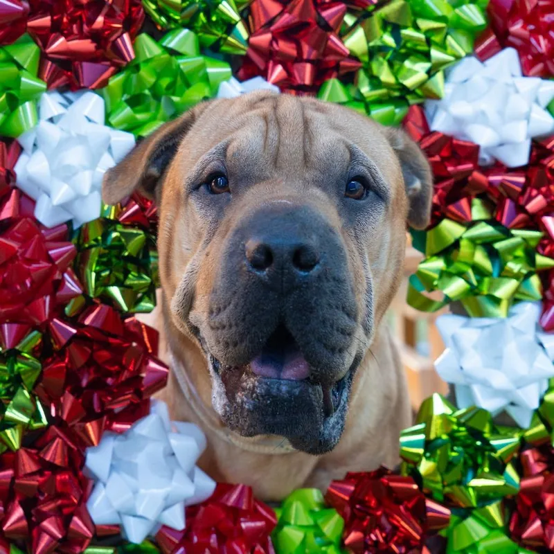 Jelly Roll thumbnail 3