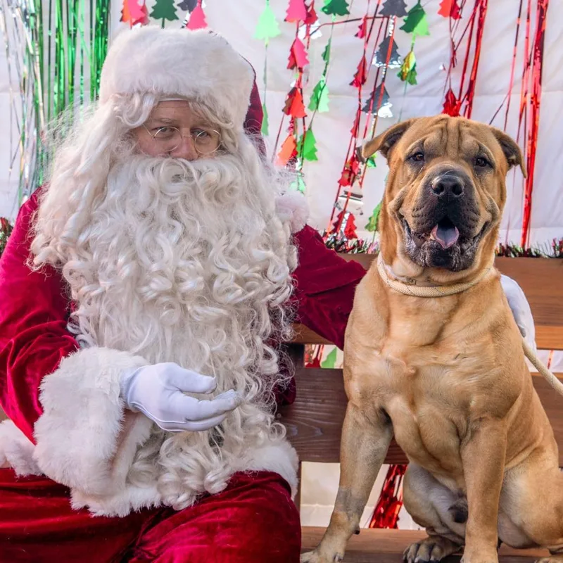 Jelly Roll thumbnail 5