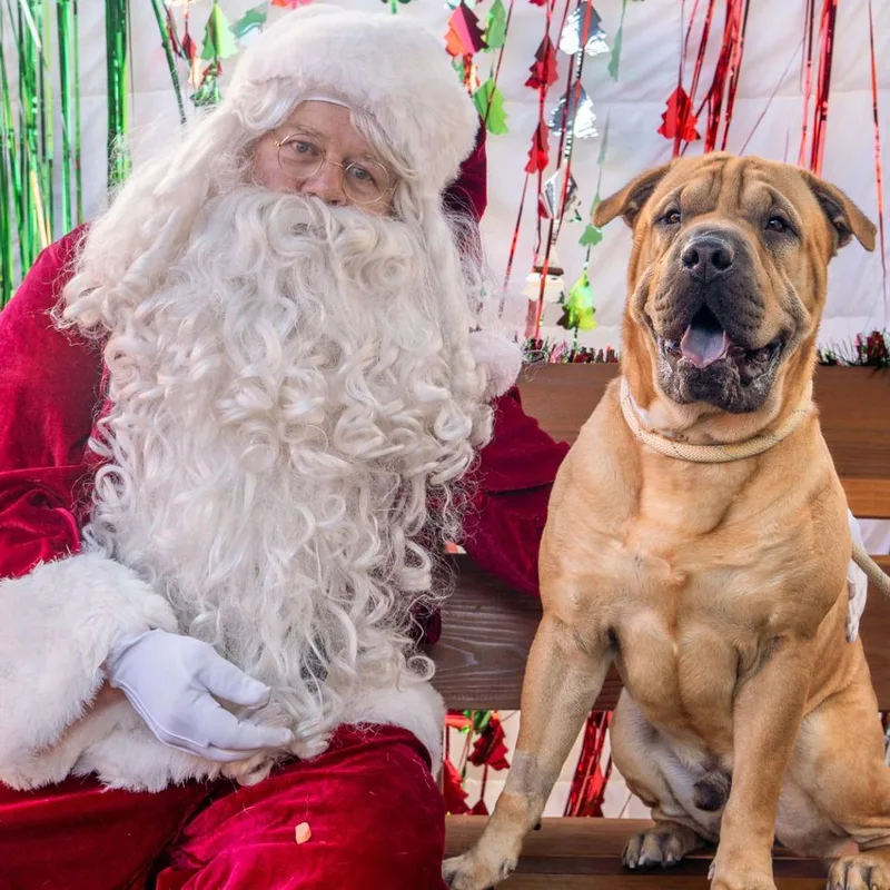 Jelly Roll thumbnail 6