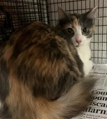 A young small-sized female Domestic Short Hair cat named Muneca for adoption in Van Nuys, CA