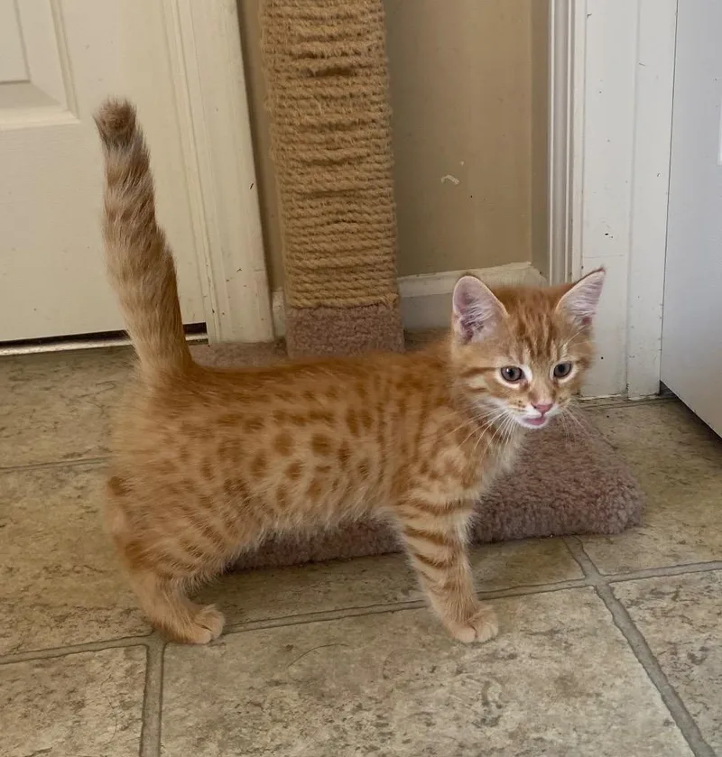 Jordan Stolz thumbnail 2