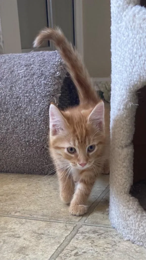 Jordan Stolz thumbnail 3