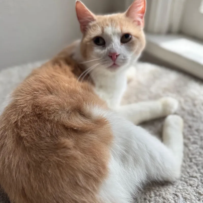 Mrs. Puff Special Needs