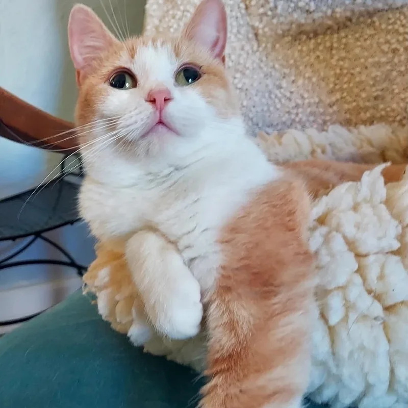 Mrs. Puff Special Needs thumbnail 2