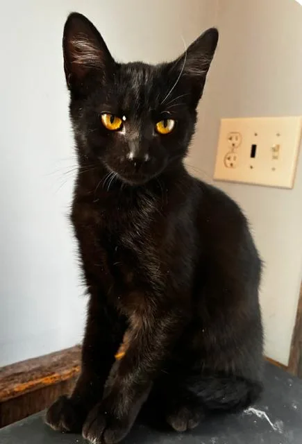 A young medium-sized female Domestic Short Hair cat named Wednesday for adoption in Bardstown, KY