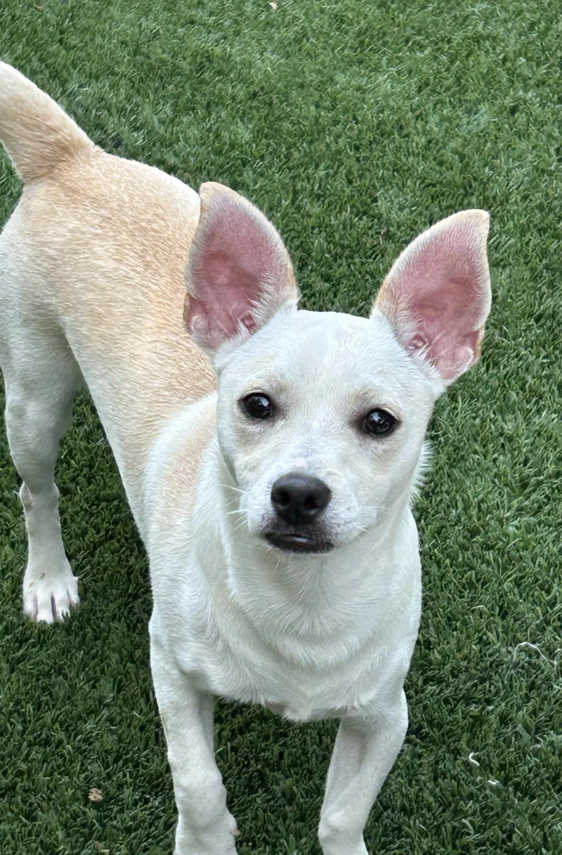 A baby small-sized male Yellow / Tan / Blond / Fawn Schnauzer dog named Jason for adoption in Sarasota, FL