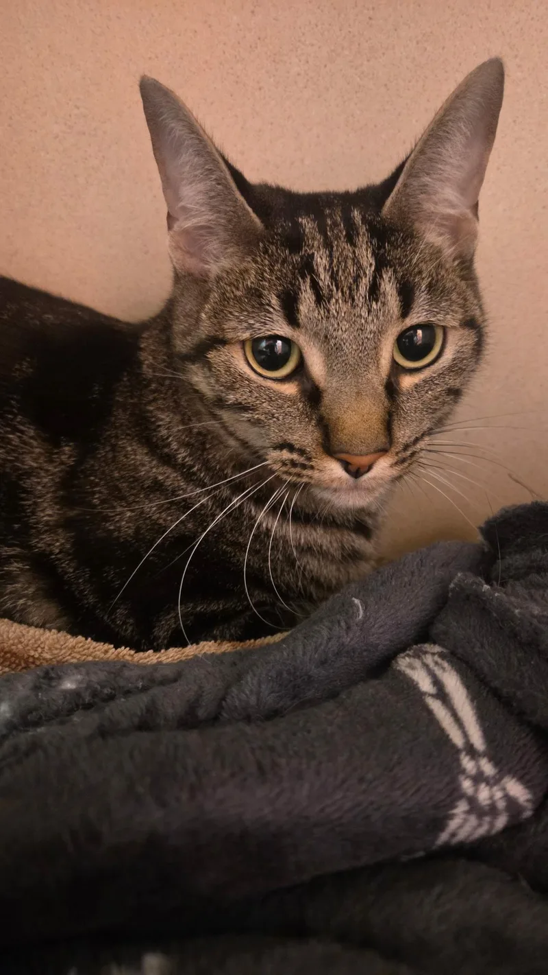 An adult large-sized male Tabby (Gray / Blue / Silver) Domestic Short Hair cat named Sebastian for adoption in Conifer, CO