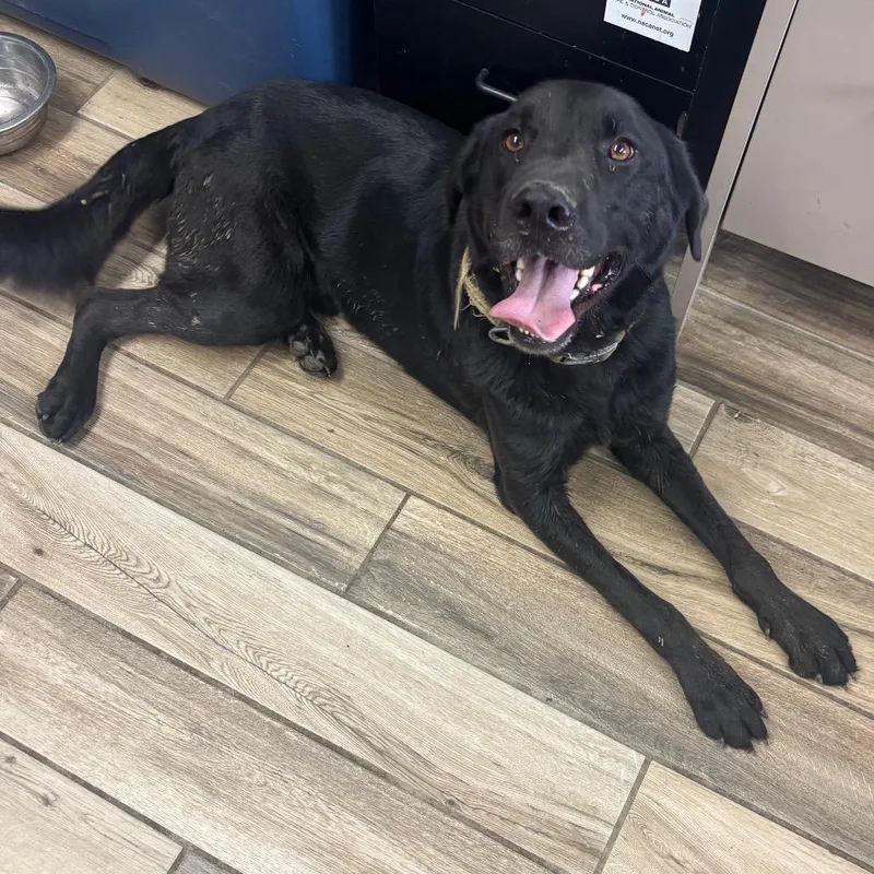 An adult large-sized male Black Mixed Breed dog named Cody for adoption in Henderson, KY