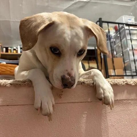 An adult medium-sized female White / Cream Yellow Labrador Retriever dog named Raya for adoption in Naperville, IL