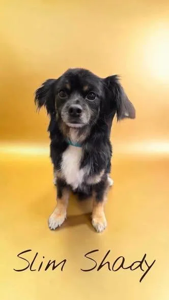 An adult small-sized male Chihuahua dog named Slim Shady and Chico for adoption in Tulsa, OK