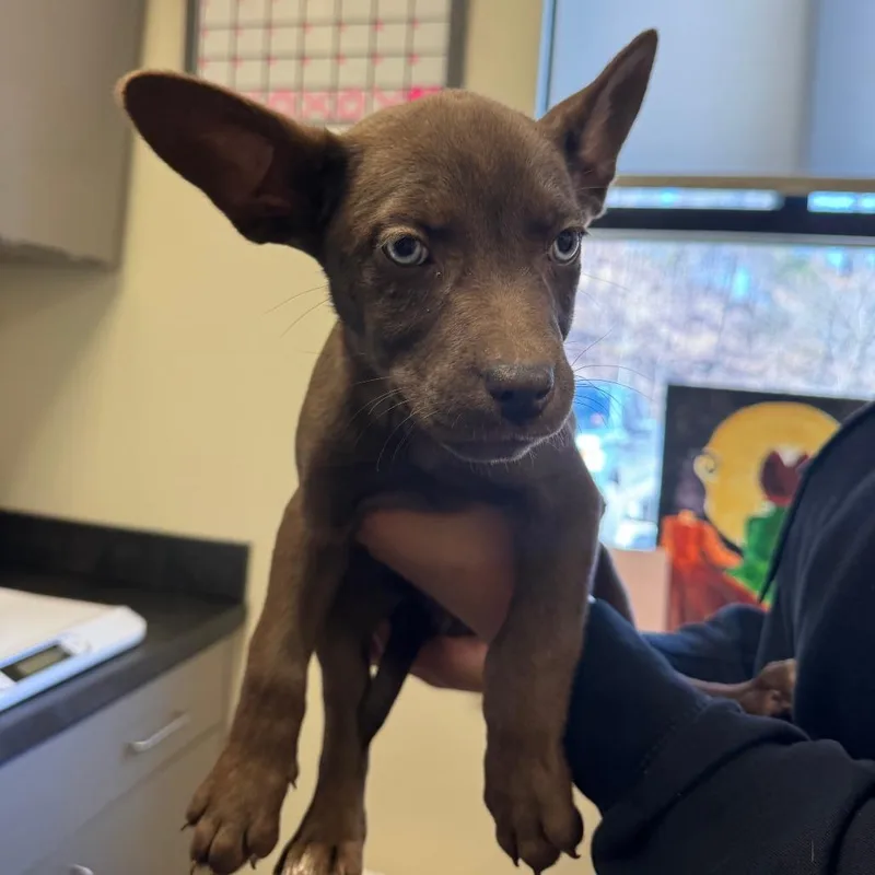 Coco