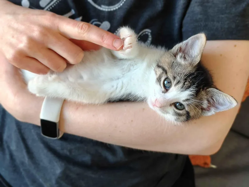 A baby small-sized male Tabby (Brown / Chocolate) American Shorthair cat named Tater & Tot for adoption in Florham Park, NJ