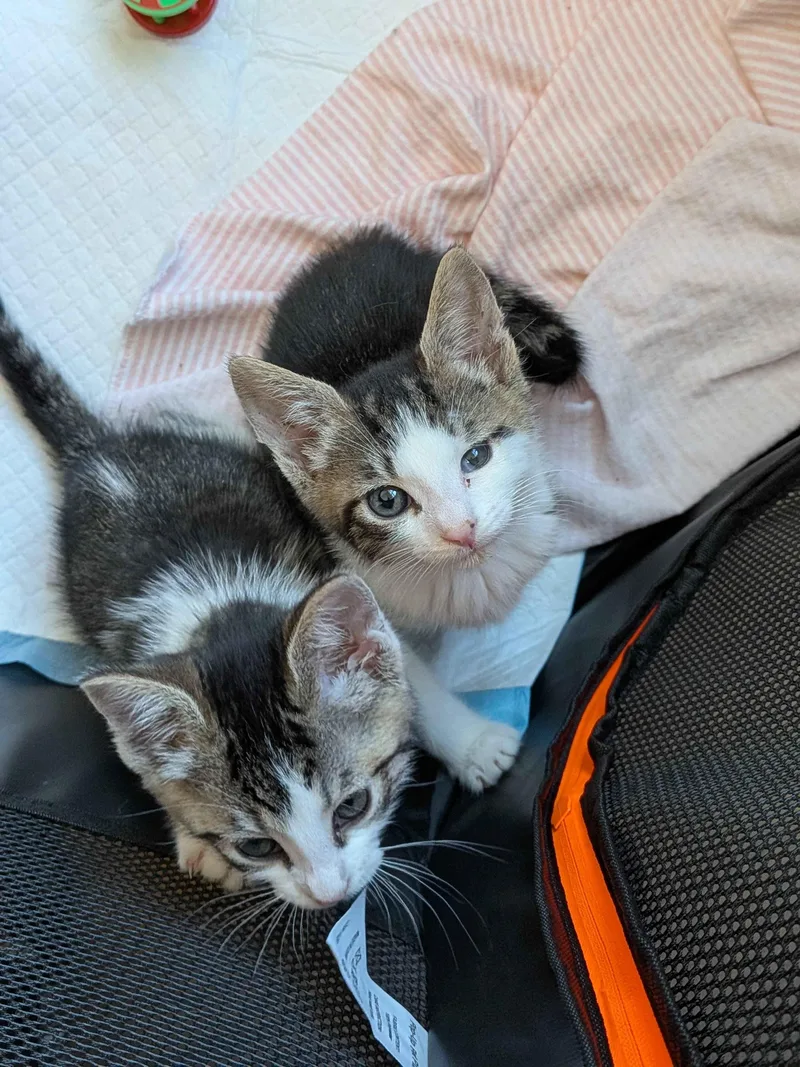 Tater & Tot thumbnail 4