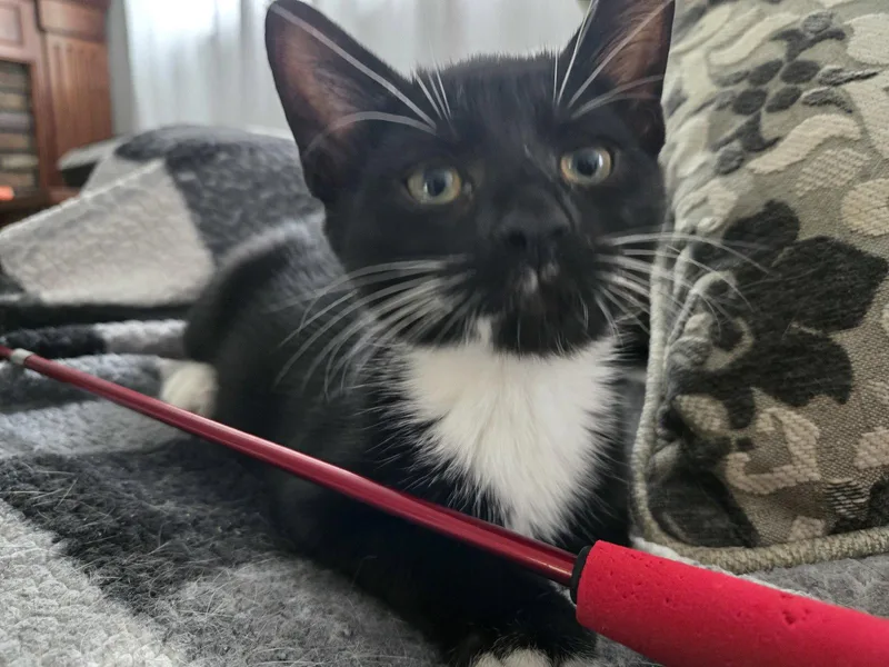 A baby large-sized male Black & White / Tuxedo Domestic Short Hair cat named Bert Bobbsey for adoption in Trenton, NJ