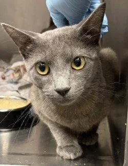 An adult small-sized male Domestic Short Hair cat named Ci  Fender for adoption in Glen Allen, VA