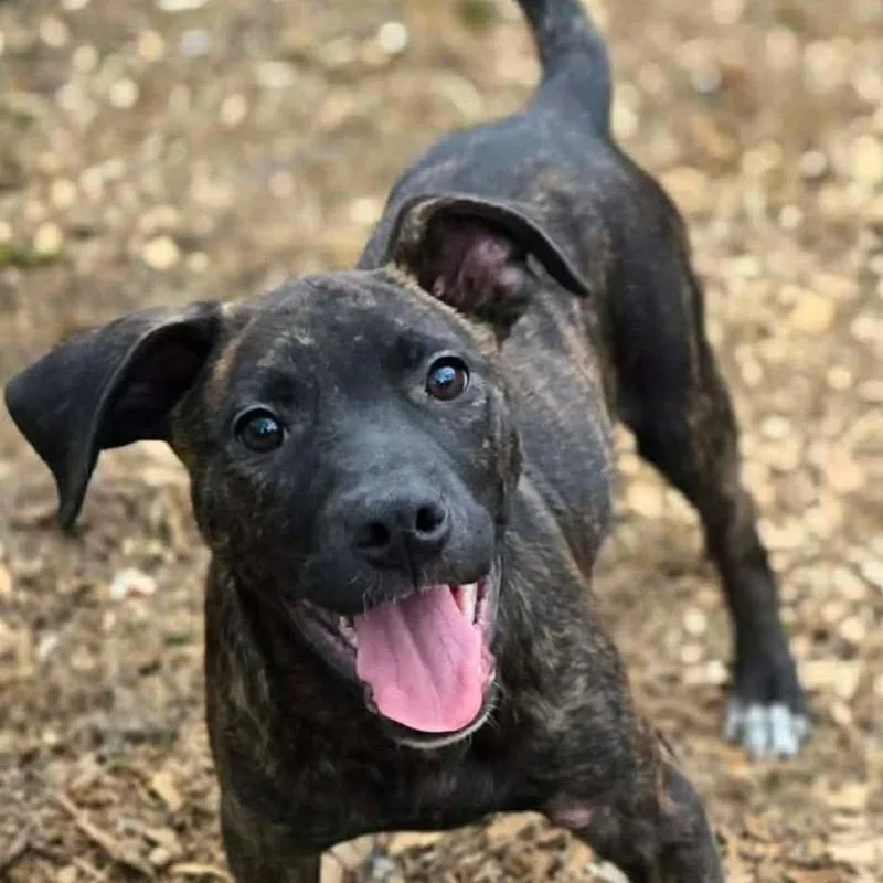 Wrangler thumbnail 2