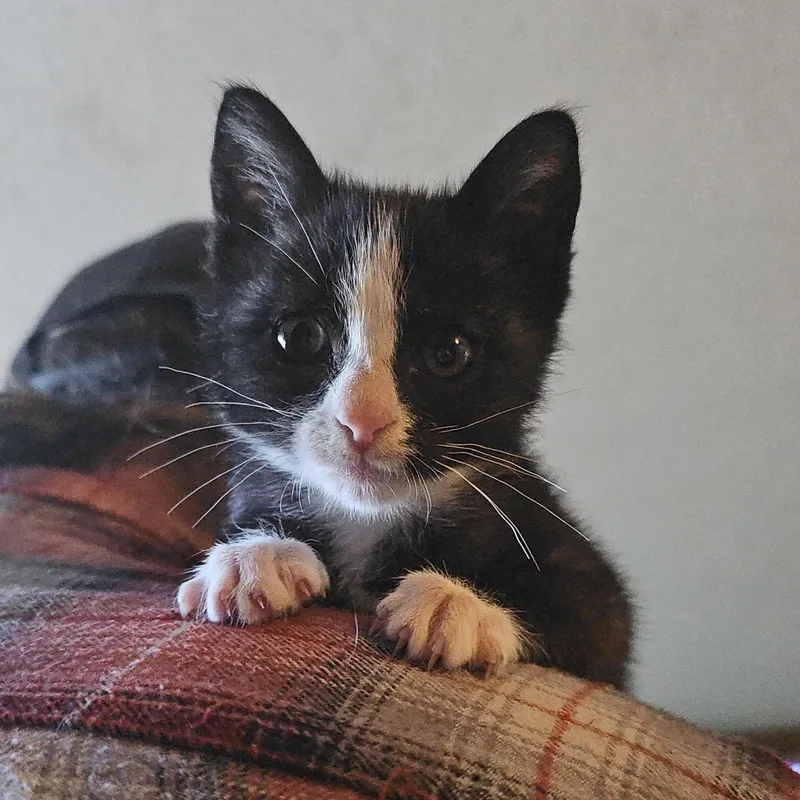 A baby medium-sized female Black & White / Tuxedo Domestic Short Hair cat named Irene for adoption in Kent, WA