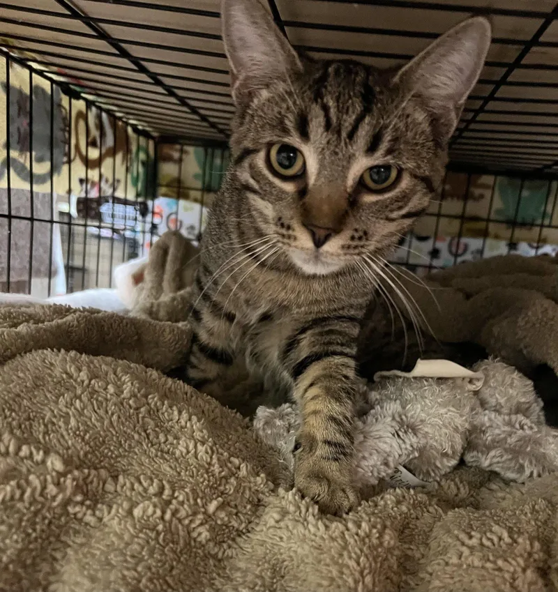 A young medium-sized male Domestic Short Hair cat named Ben for adoption in Blasdell, NY