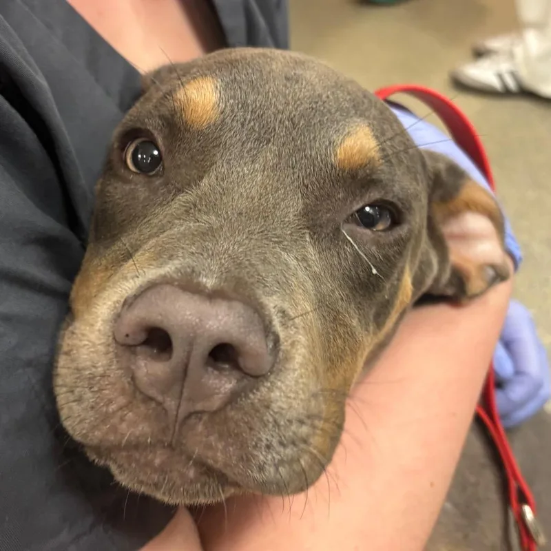 A young small-sized male Brown / Chocolate Mixed Breed dog named Swiss Roll for adoption in Jacksonville, FL