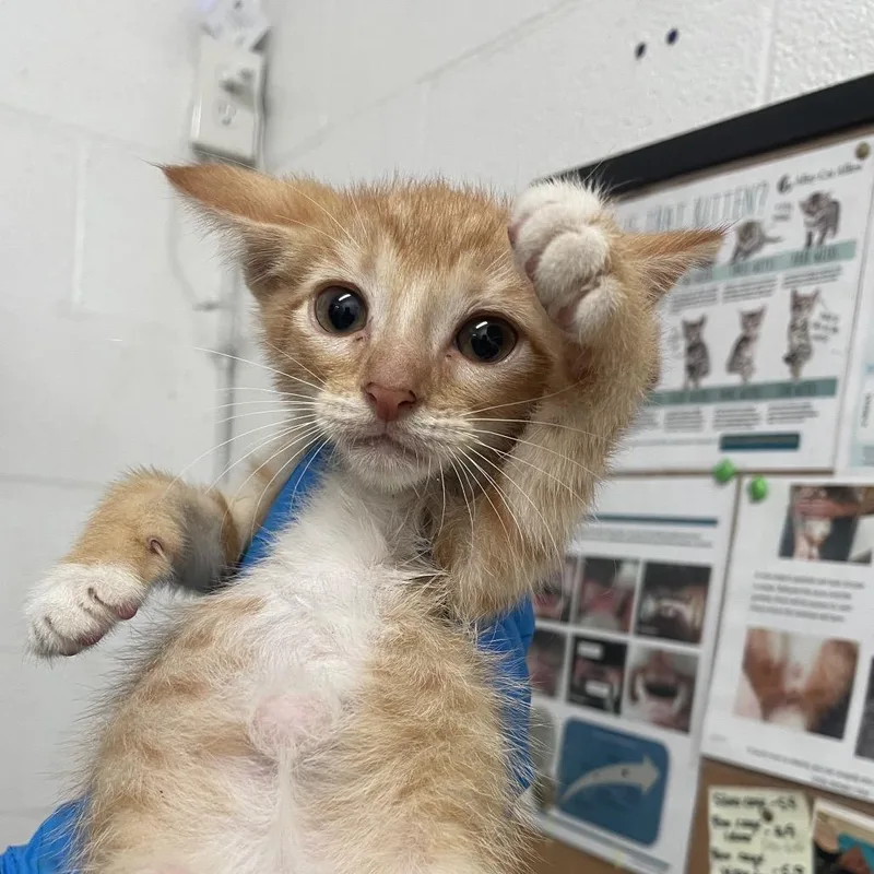 A baby small-sized male Orange / Red Domestic Short Hair cat named Dallas for adoption in Edinburg, TX