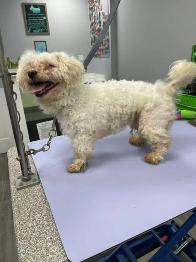 A young small-sized male White / Cream Miniature Poodle dog named Dusty for adoption in Williamsburg, VA